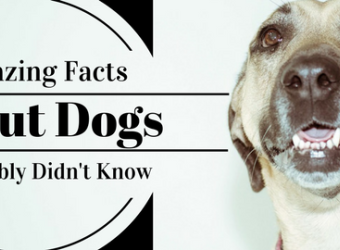 23 Amazing Facts About Dogs You Probably Didn't Know 23 Amazing Facts About Dogs You Probably Didn't Know