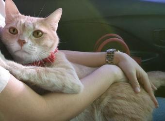 8 Signs of Separation Anxiety in Cats And What to Do About Them 8 Signs of Separation Anxiety in Cats And What to Do About Them