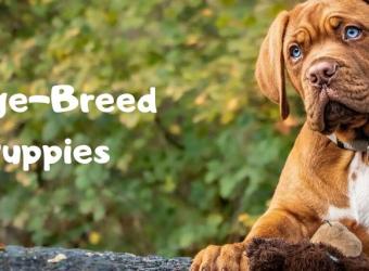 Large-Breed Puppies Large-Breed Puppies